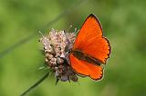 5874 (5909)_Morgenrood - Triglav N.P. (Slowenie)
